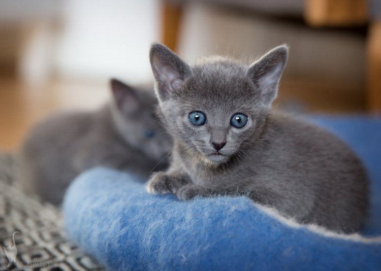 Сибирская голубая гладкошерстная