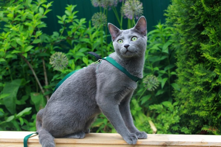 Джейн Буччи голубая кошка