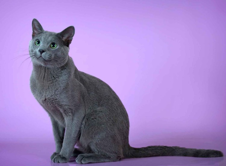 Коты породы русская голубая