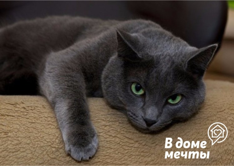 Русская голубая кошка