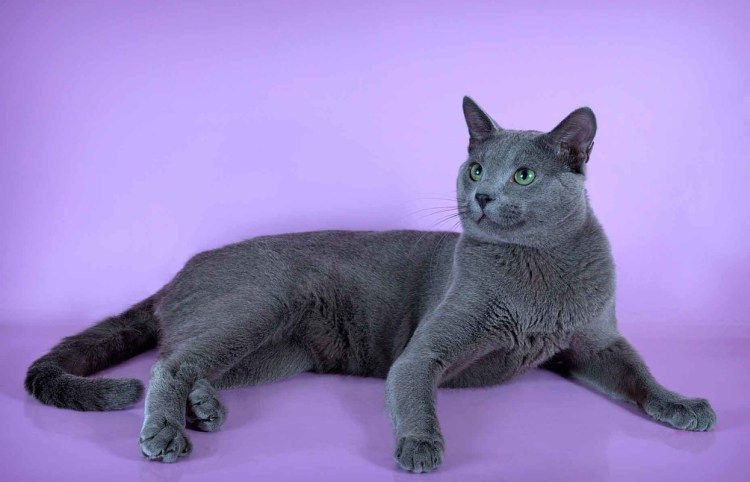 Русская голубая кошка