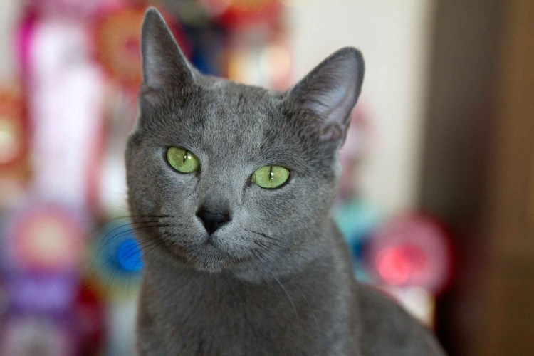 "Русская голубая"