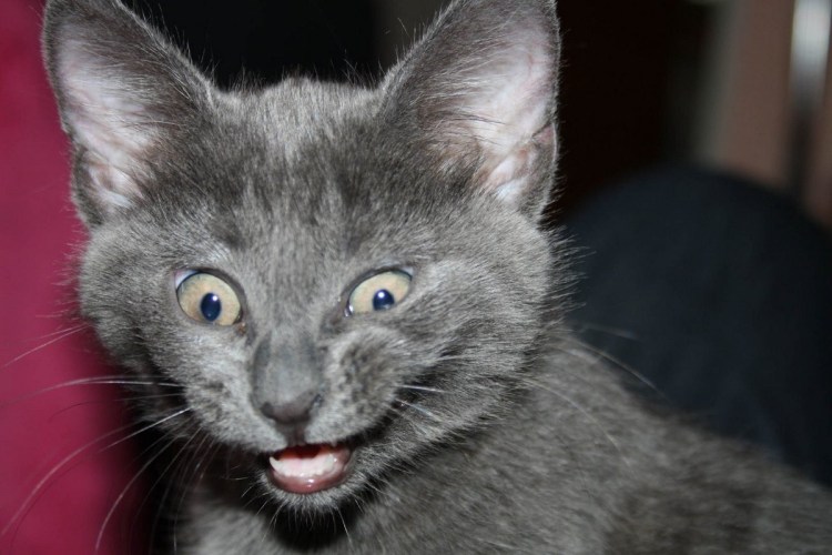 Кот породы русская голубая