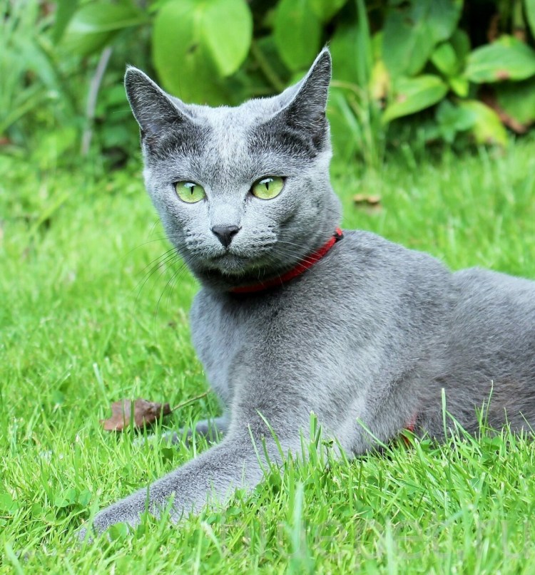 Московская голубая кошка