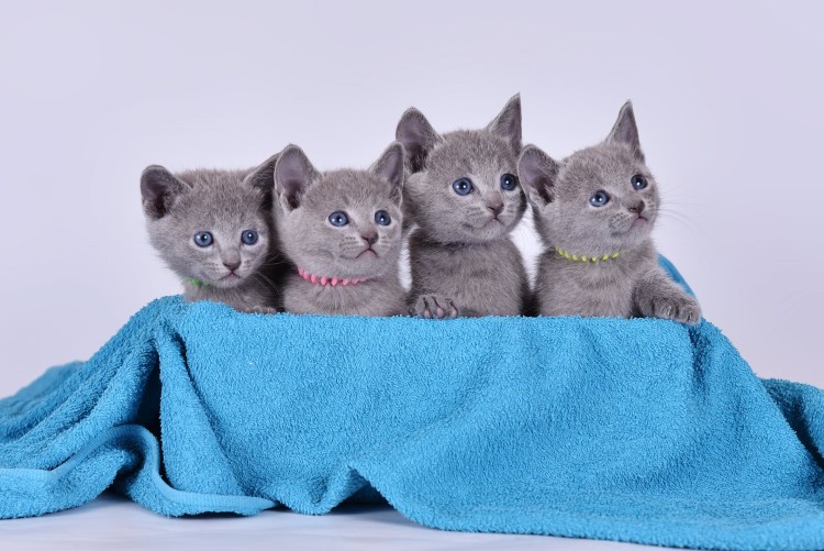 Корат шартрез Картезианская кошка