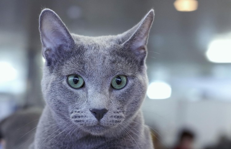 Русская голубая кошка короткошерстная серая