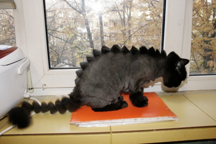 Мейн кун стрижка под дракона