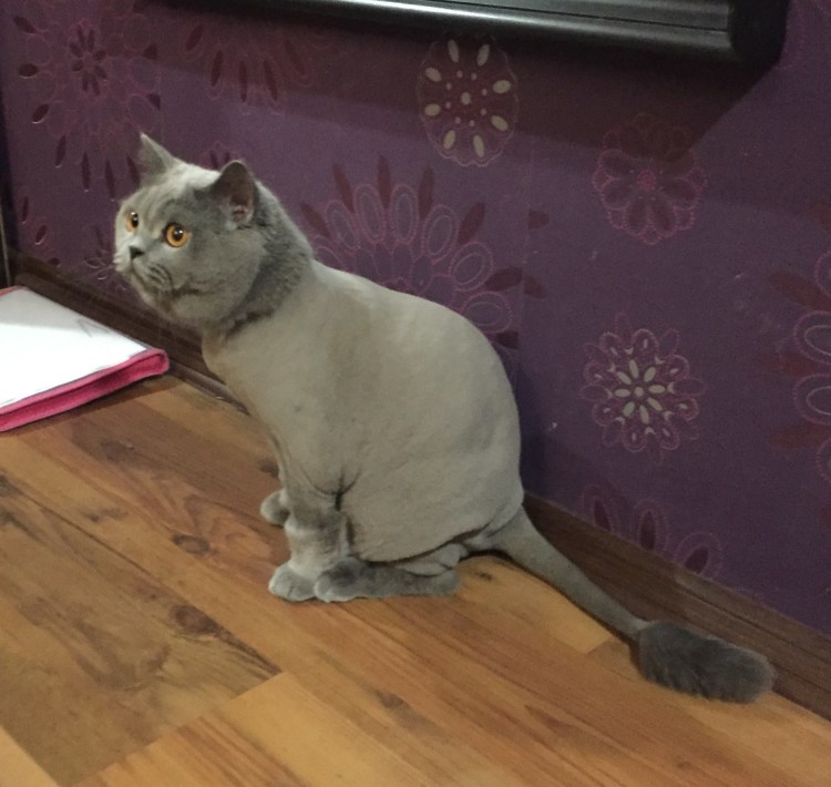 Стрижка котов на дому