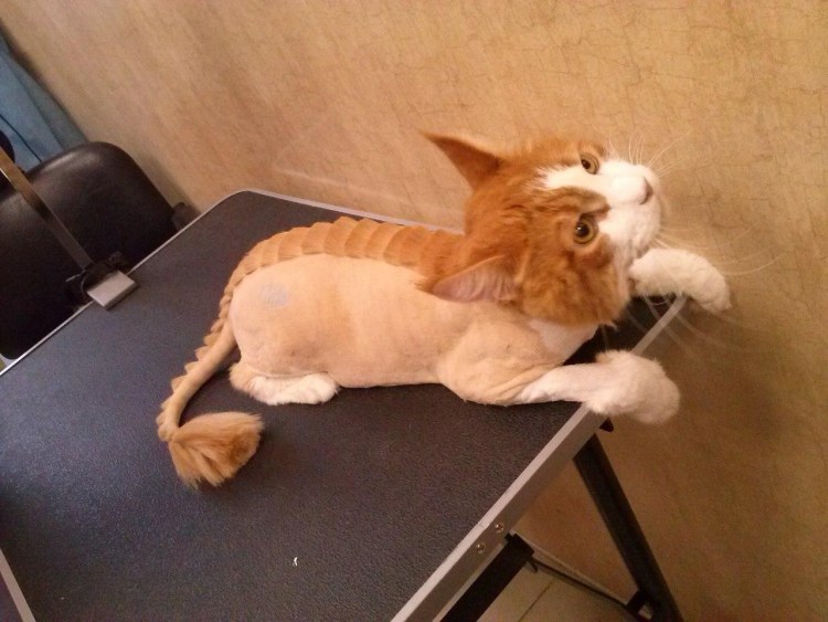 Стрижка кота на дому