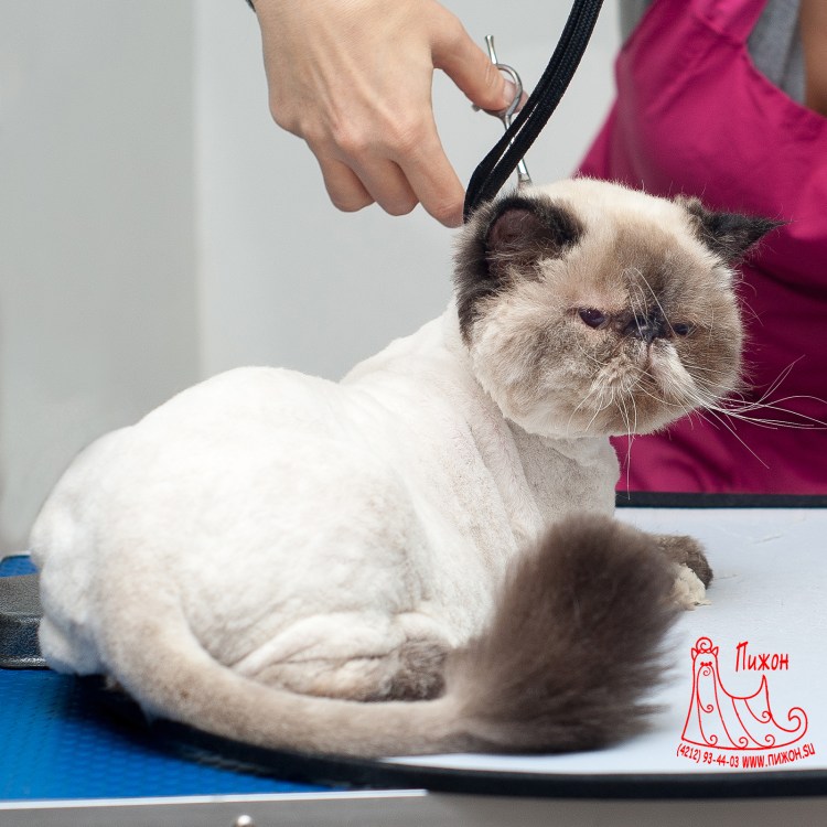 Стрижки британских длинношерстных кошек