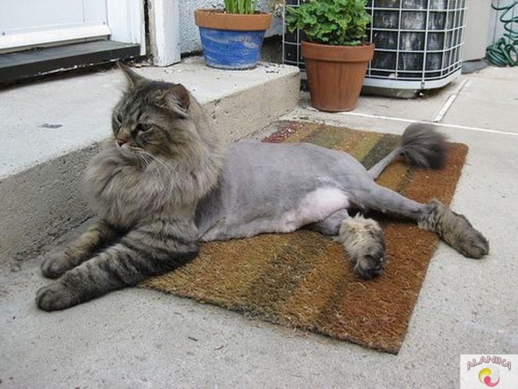 Стрижка Мейн куна подо Льва