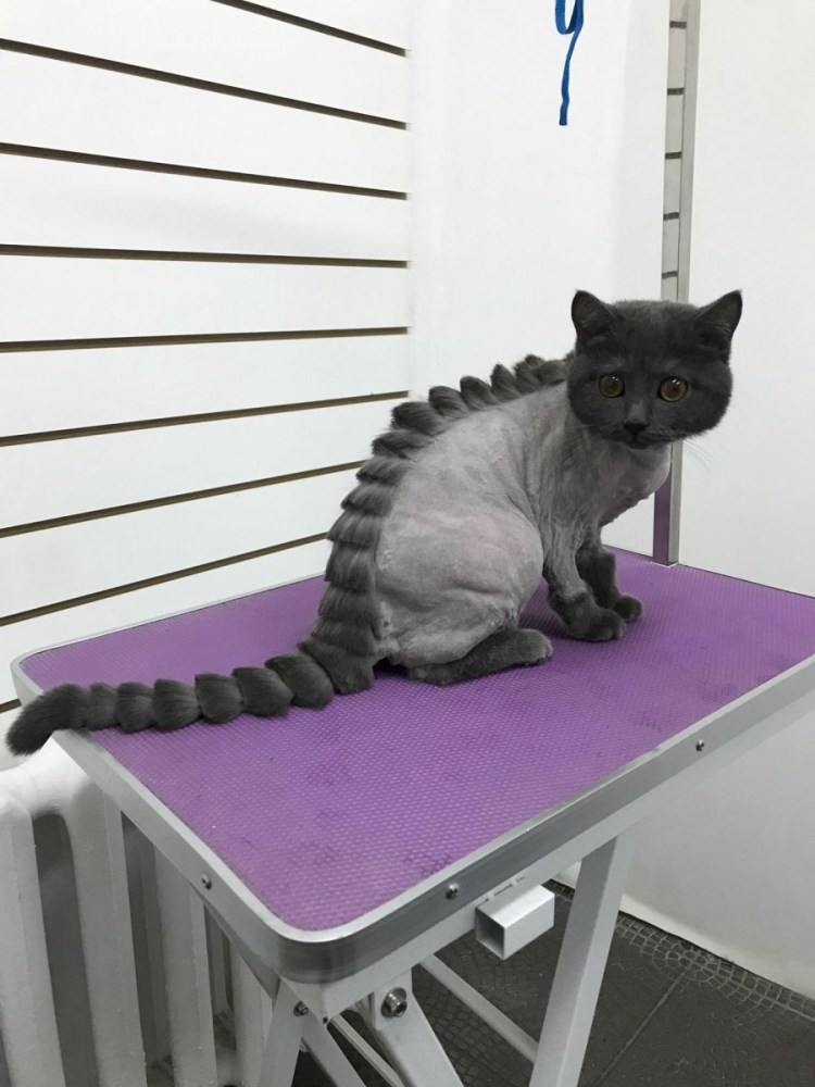 Креативные стрижки котов