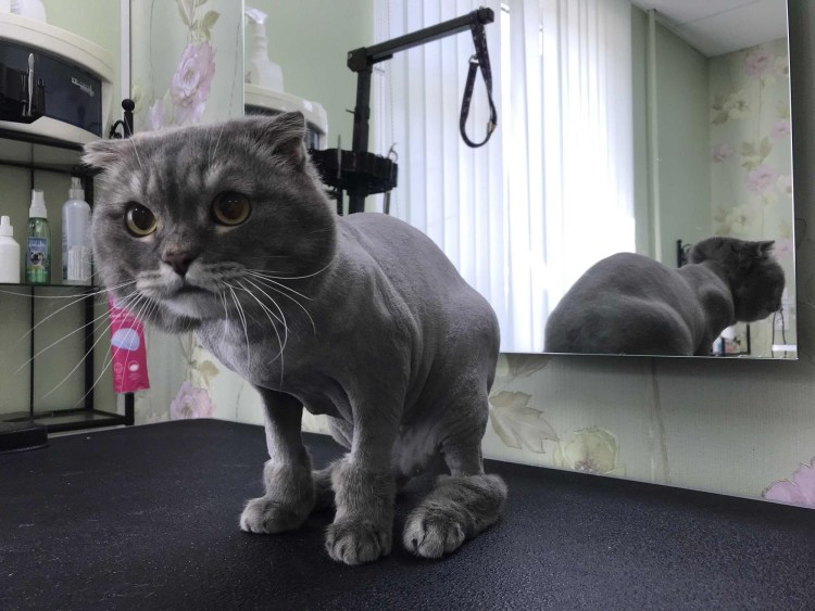Стриженные серые коты