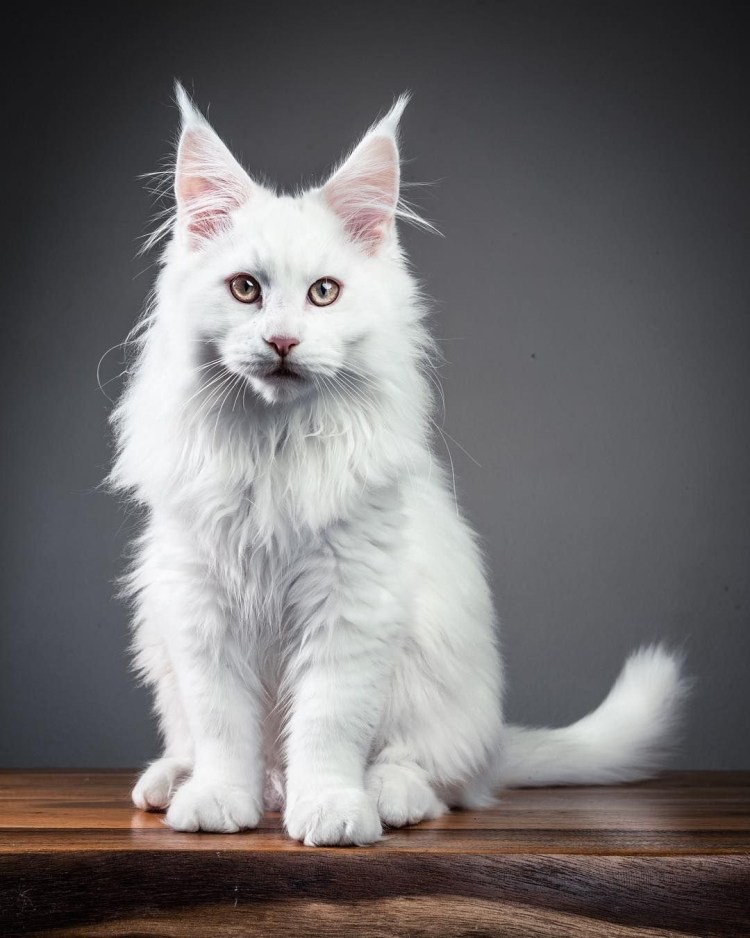 Мейн кун альбинос