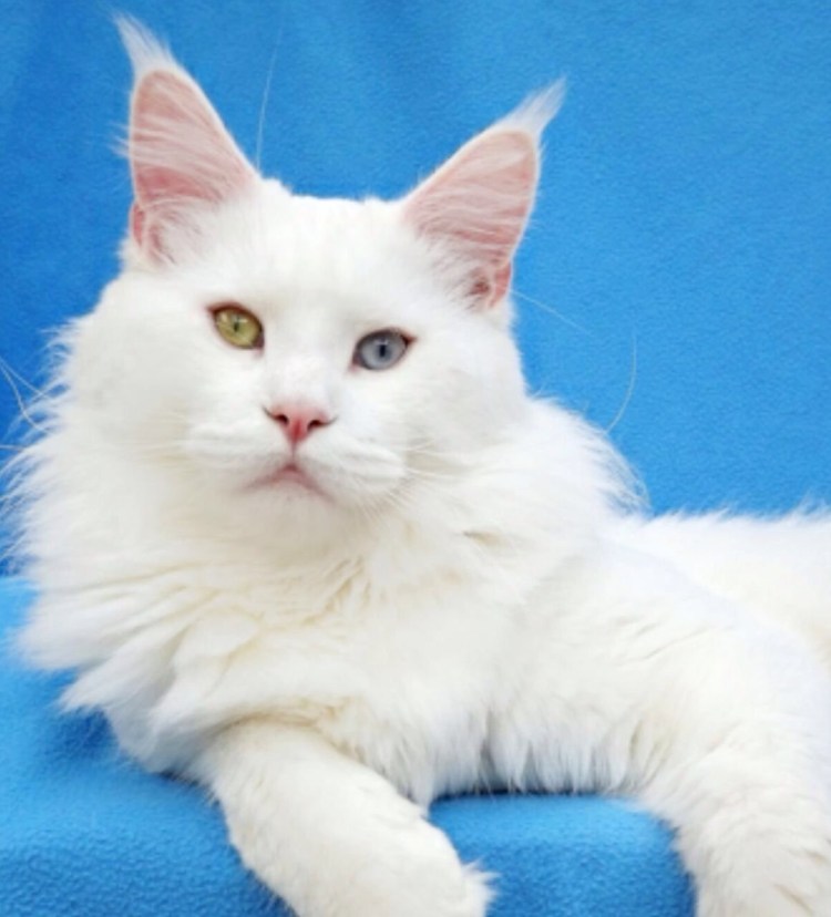 Белые Мейн куны