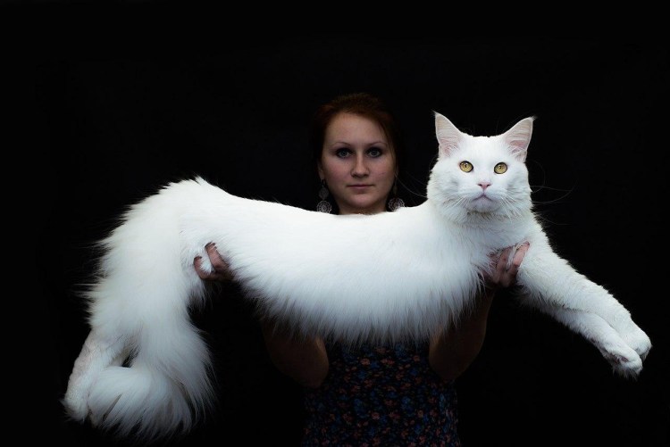 Мейн кун белый кот