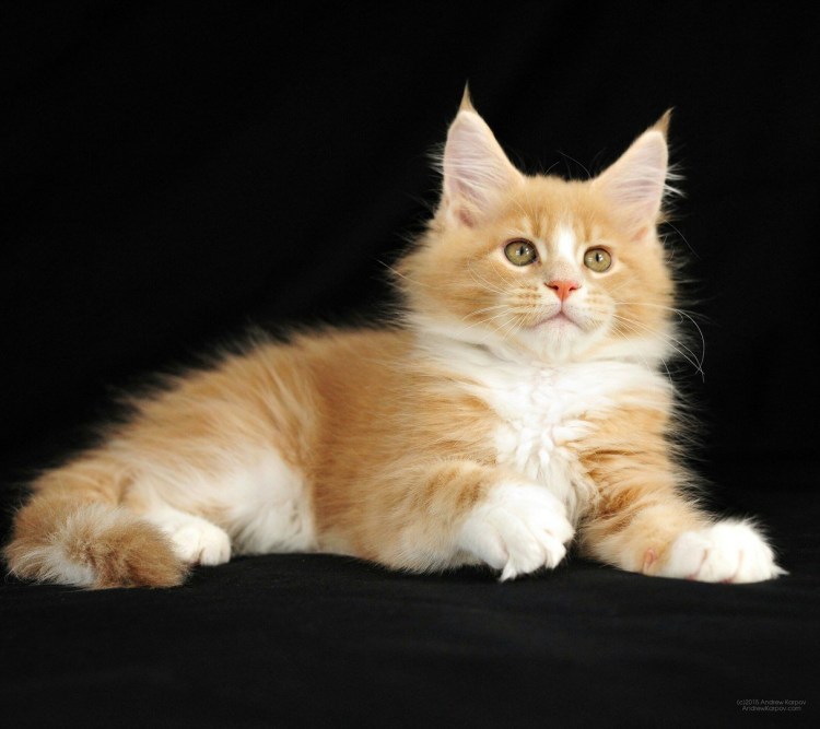 Мейн кун рыжий с белым