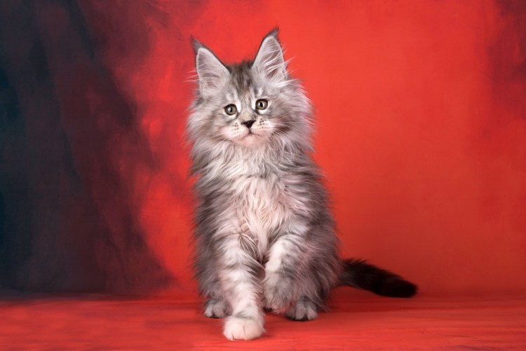 Котята Мейн кун