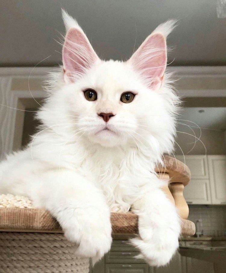 Мейн кун белый кот