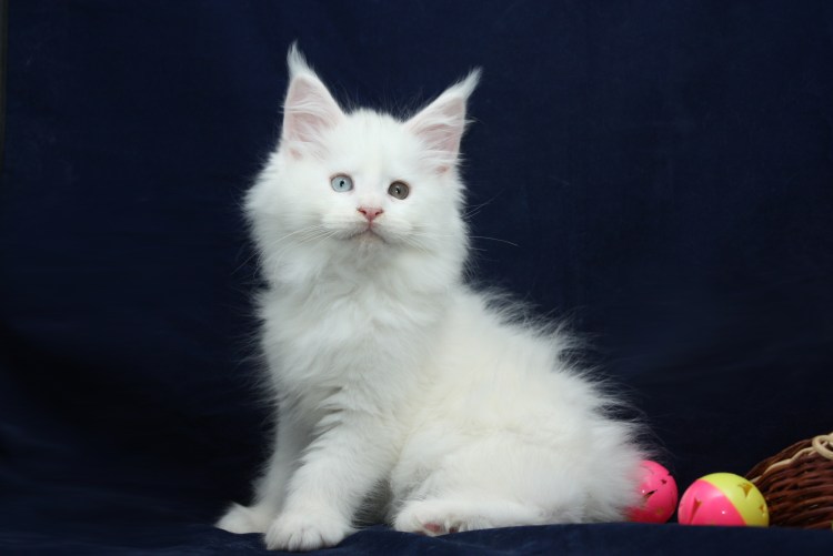 Белая кошка Мейн кун