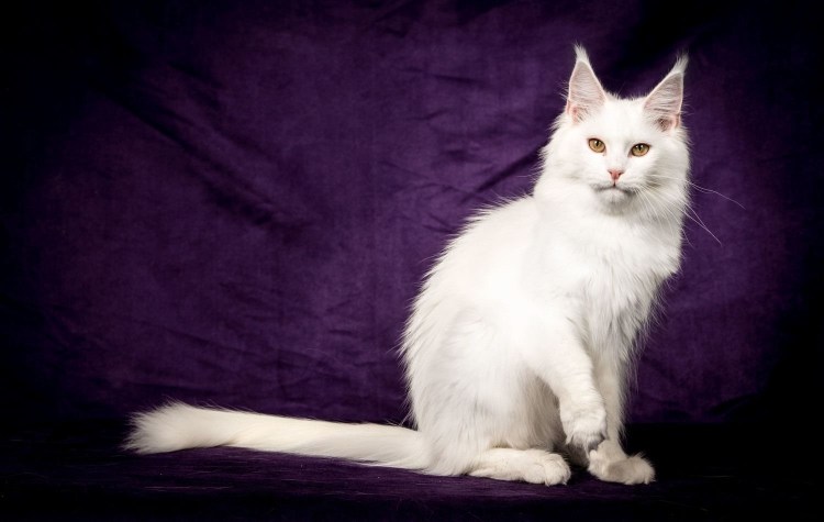 Мейн кун белый Солид