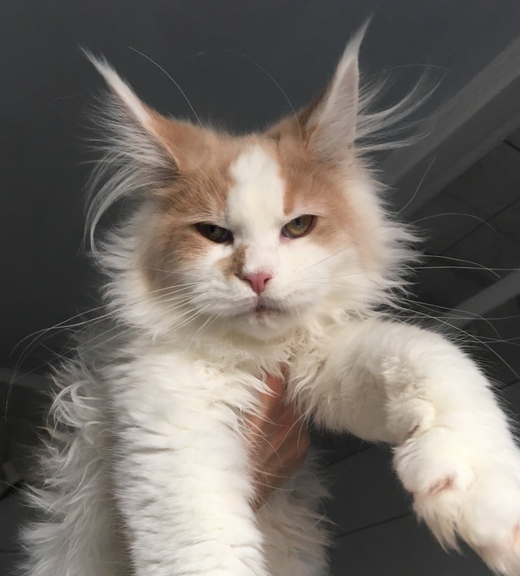 Мейн кун белый