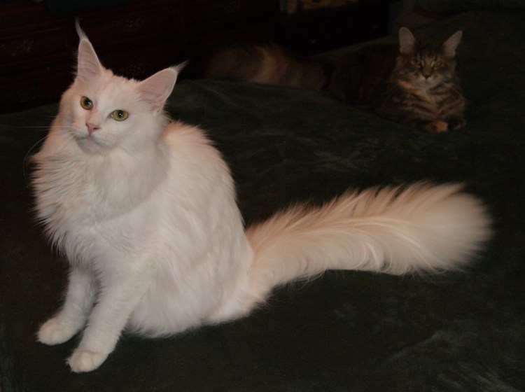 Метис Мейн куна белый