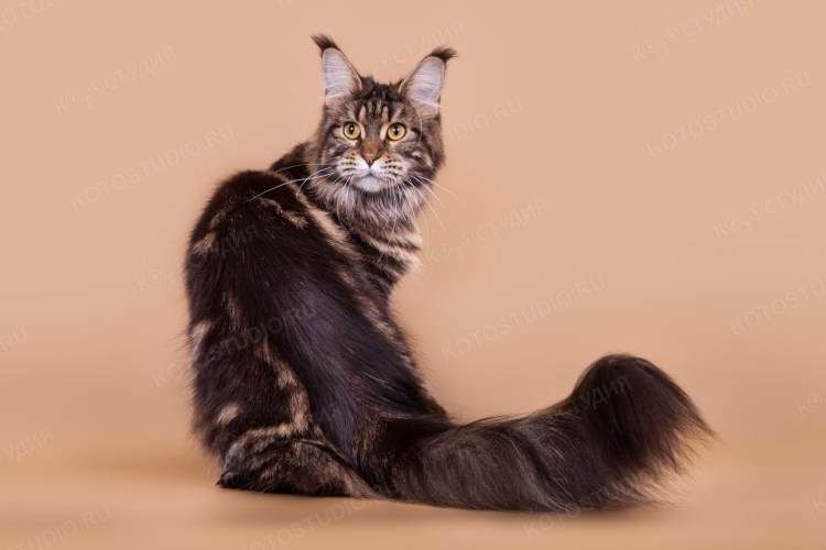 Порода Мейн кун