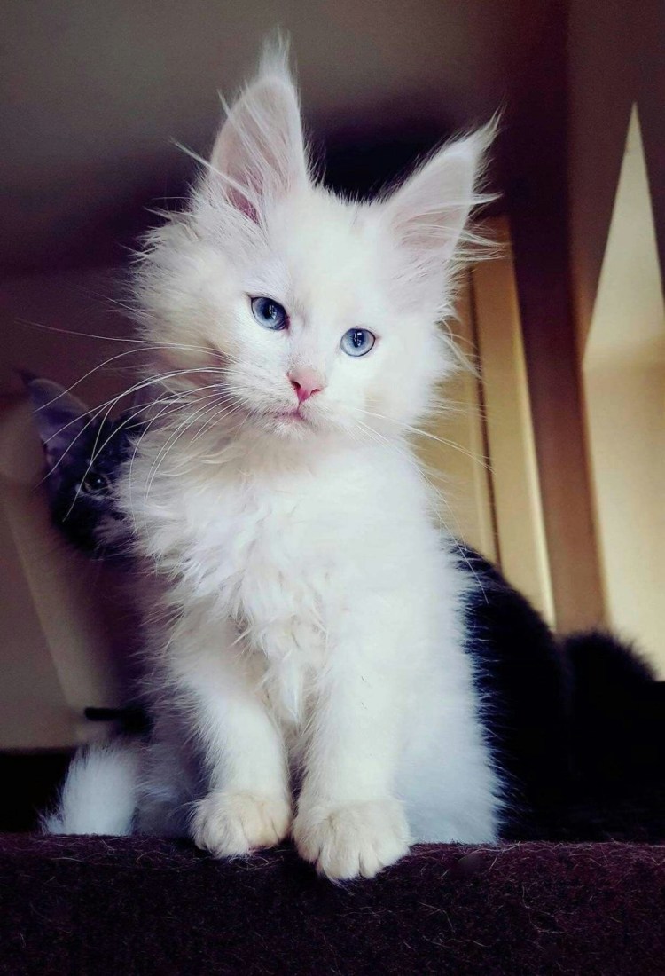 Котята Мейн кун белые