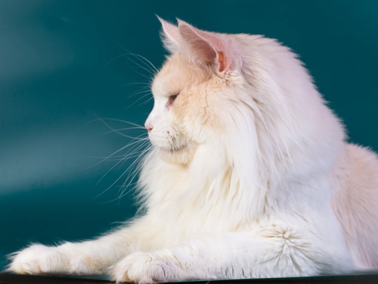 Мейн кун альбинос