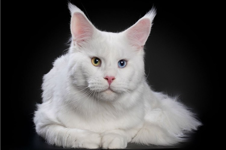 Мейн кун альбинос