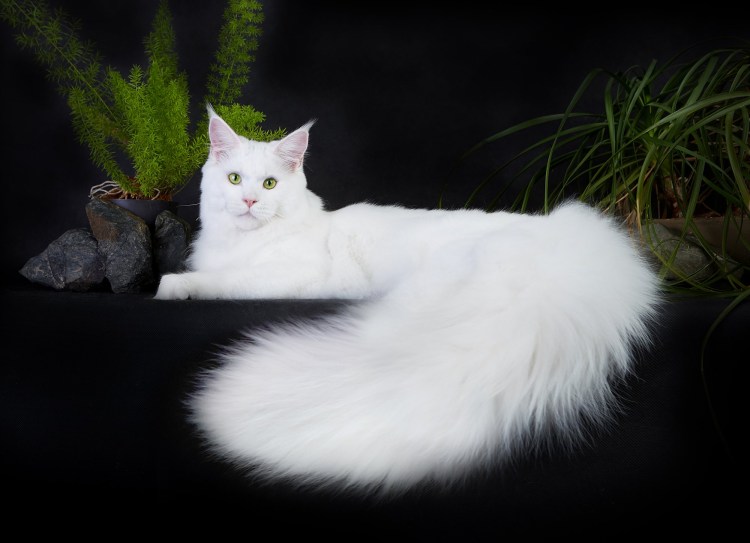 Белая кошка Мейн кун