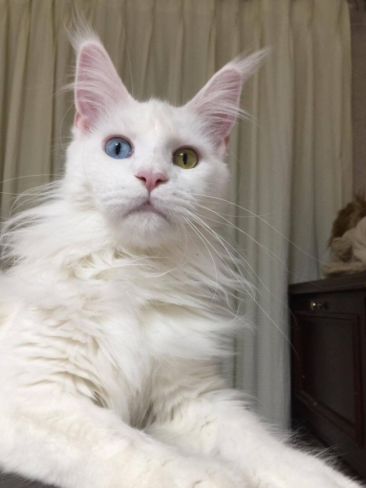Белая кошка Мейн кун