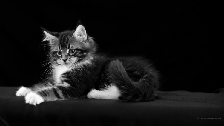 Кошка Мейн кун