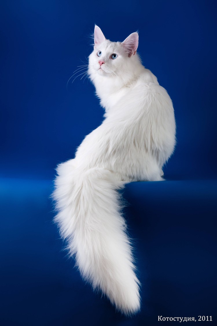 Мейн кун альбинос