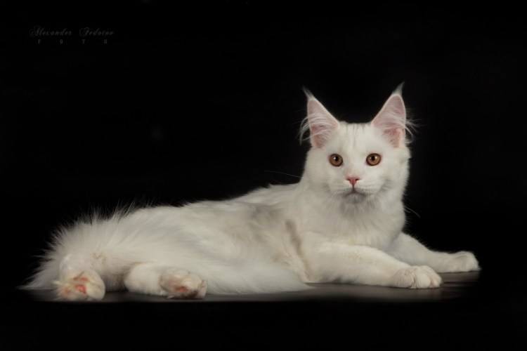 Мейн кун гладкошерстный белый