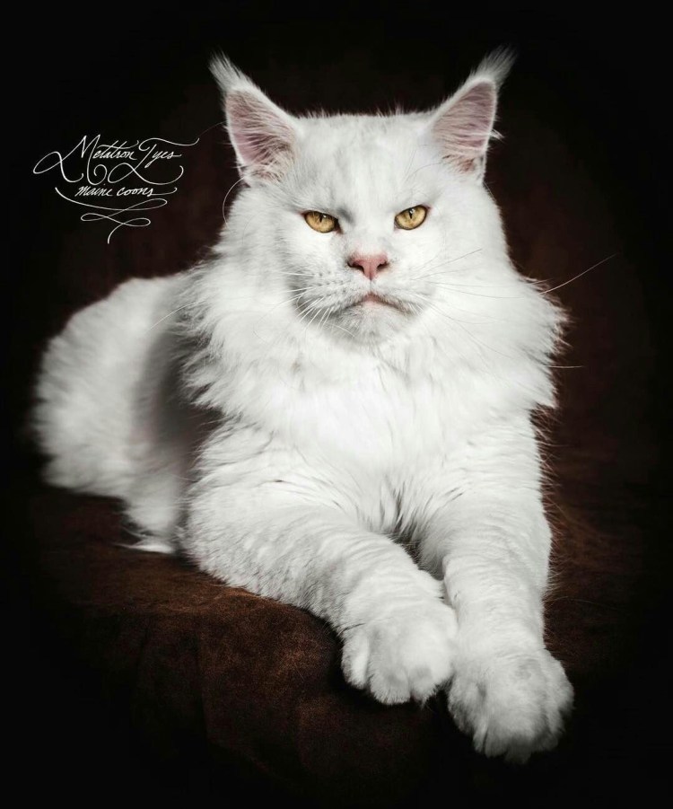 Мейн кун белый