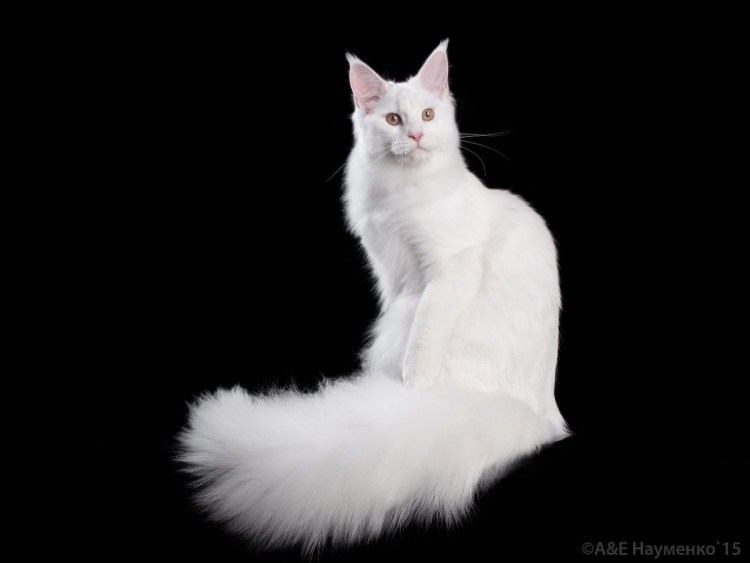 Белый Мейн кун девочка