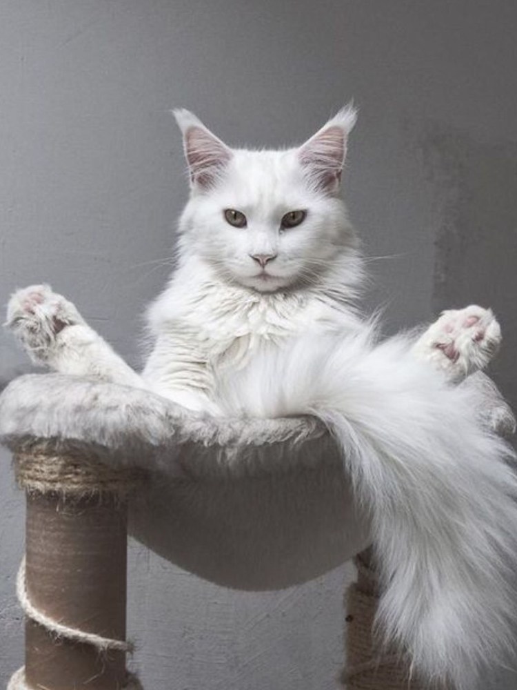 Мейн кун белый кот
