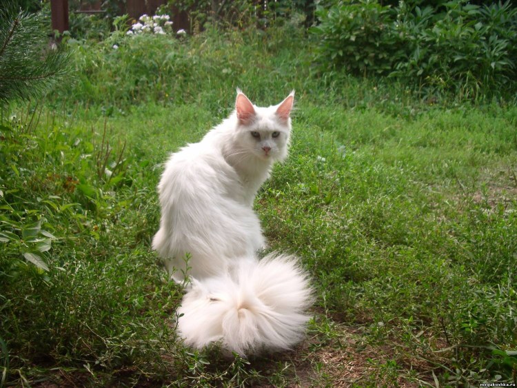 Мейн кун белый