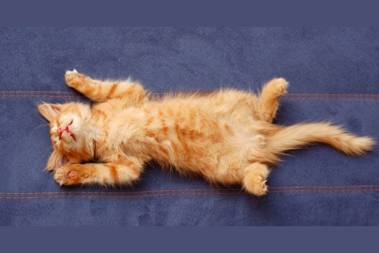 Токенок лежит на спине