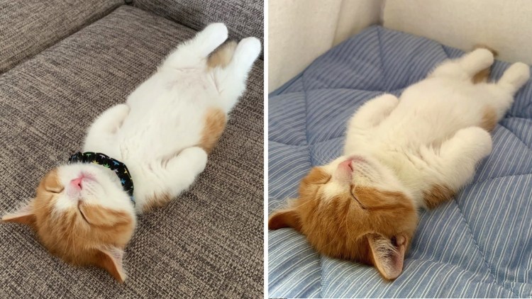 Котик спит на спине