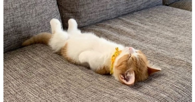 Кот лежит на спине