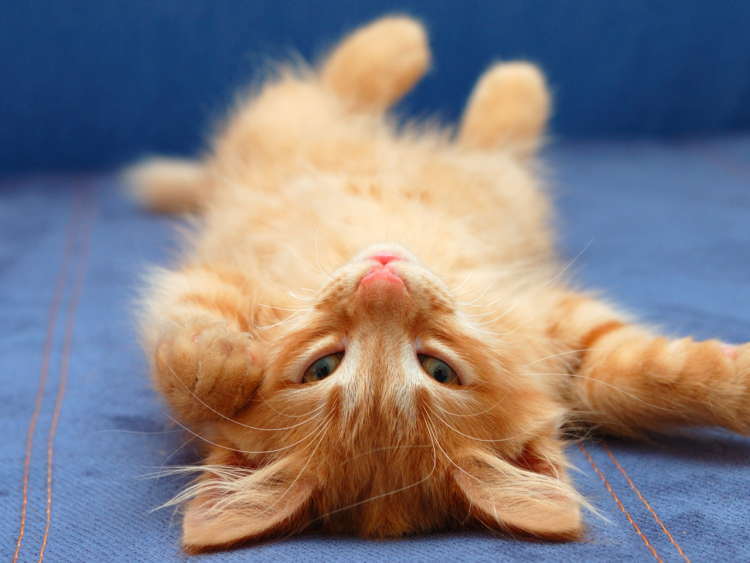 Рыжий котенок лежит
