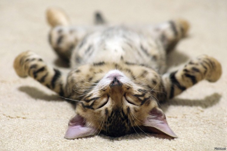 Котики для расслабления