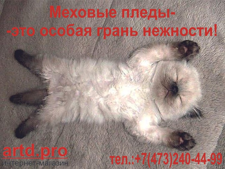 Кот спит лапы в стороны