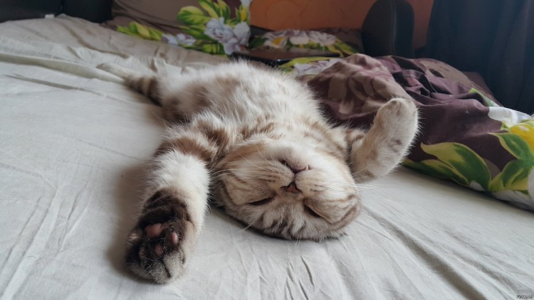 Котик спит на спине