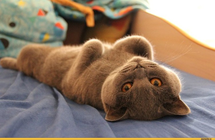 Кот лежит на спине