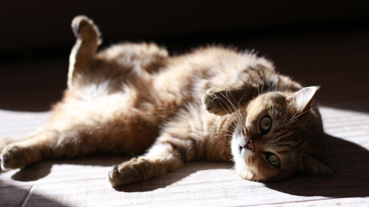 Котенок лежит