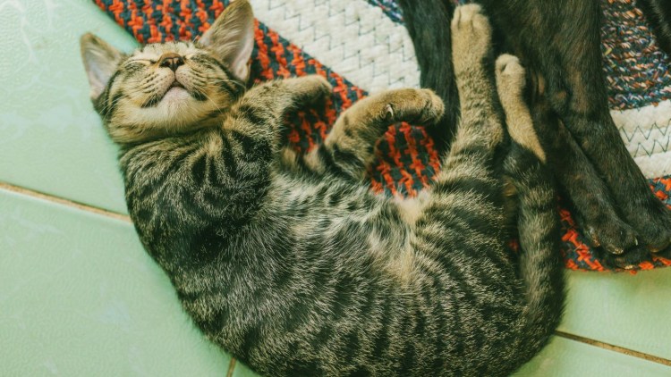 Лежачая кошка